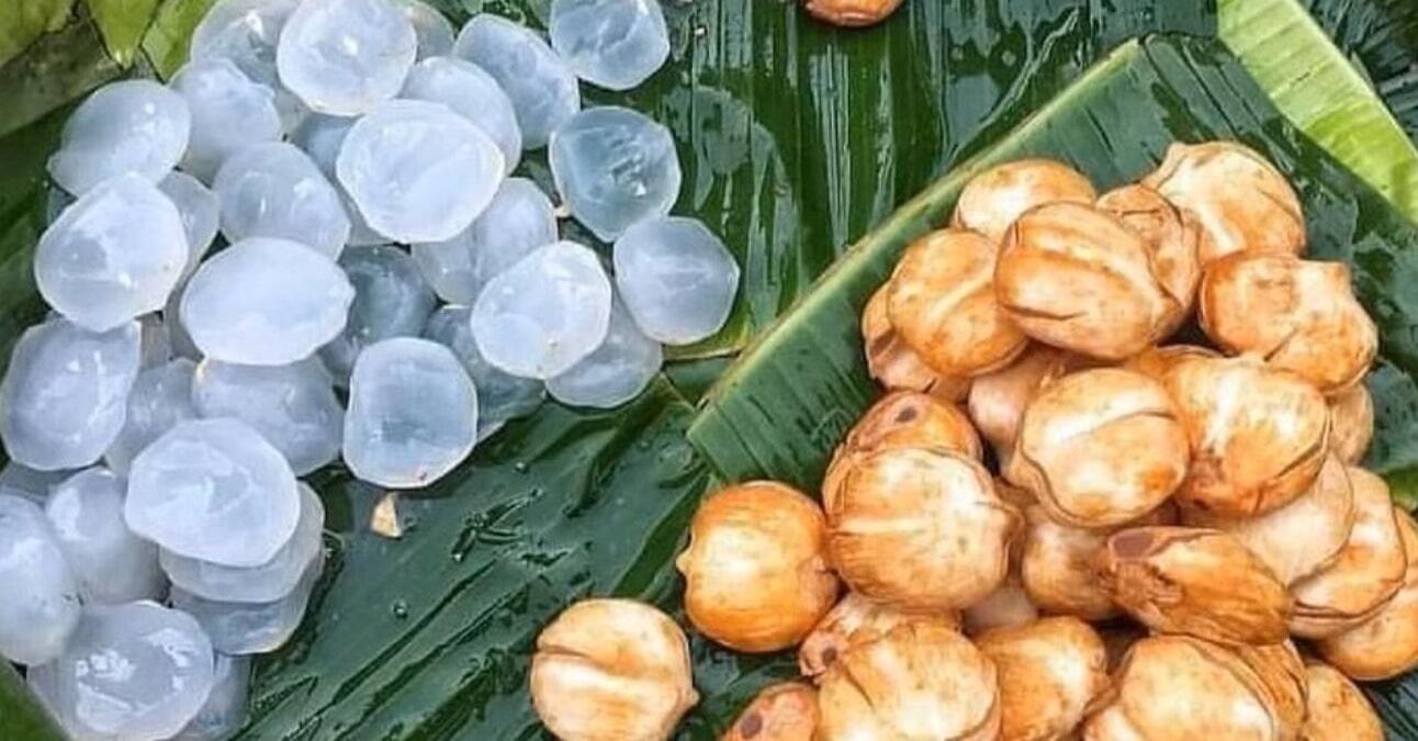 سیب یخی سیب یخی